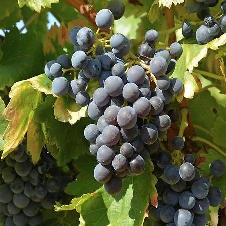 Views Pool & Nature Courry