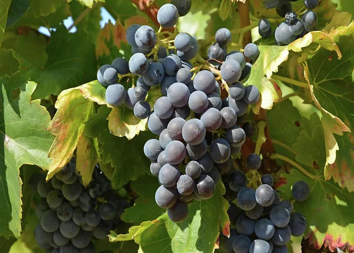 Views Pool & Nature Courry